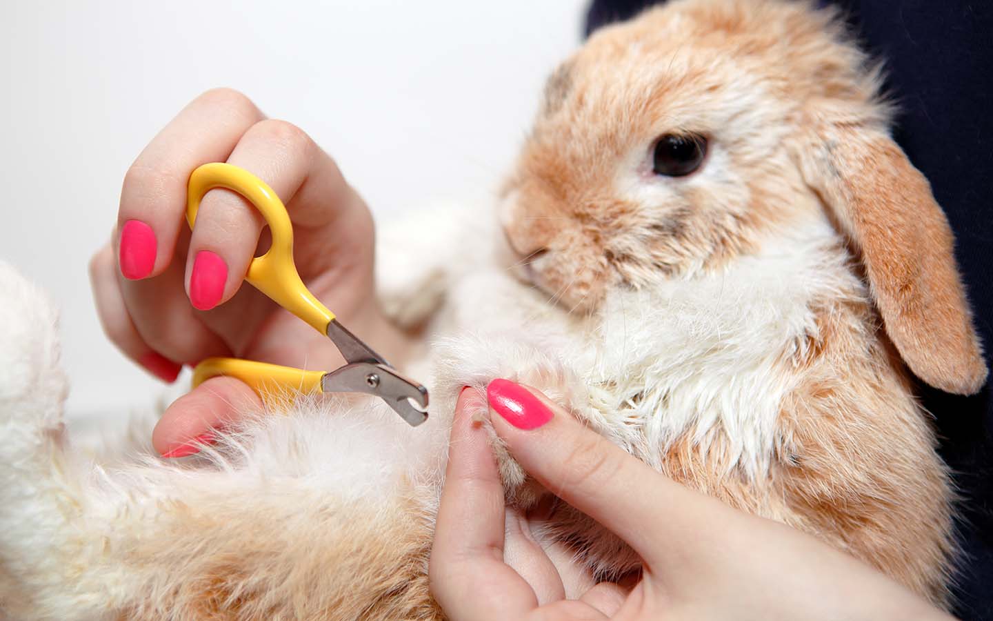 Rabbit Grooming Abu Dhabi Pet Grooming at Home Groomer