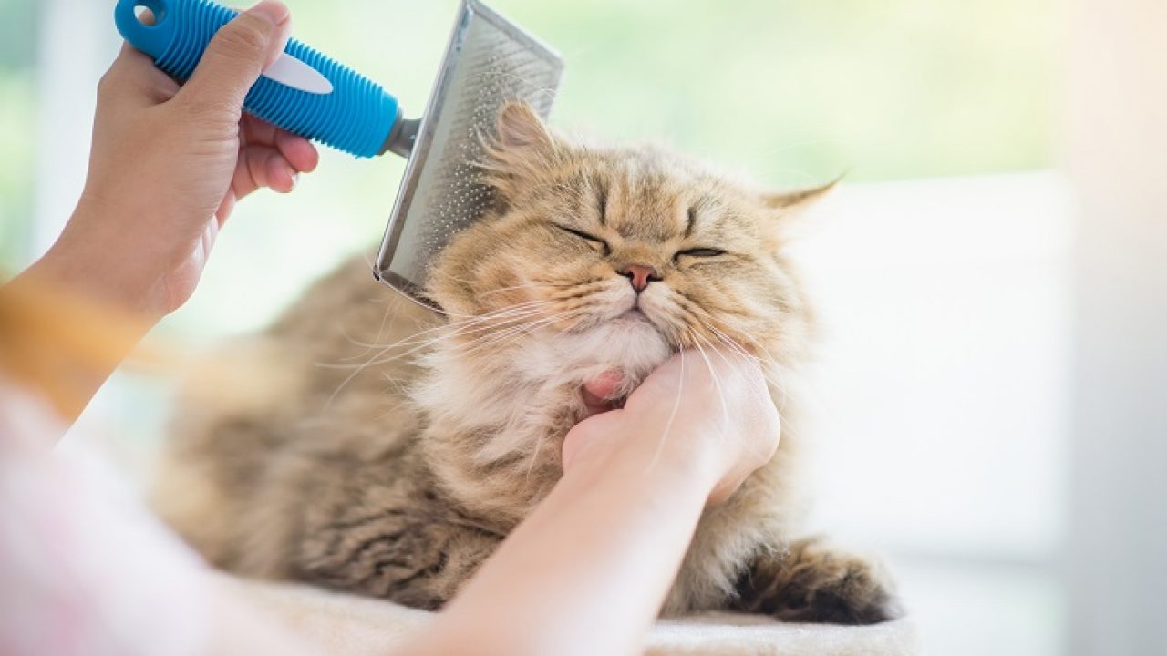 Cat Grooming Ajman Pet Groming at Home Cat Groomer Near Me