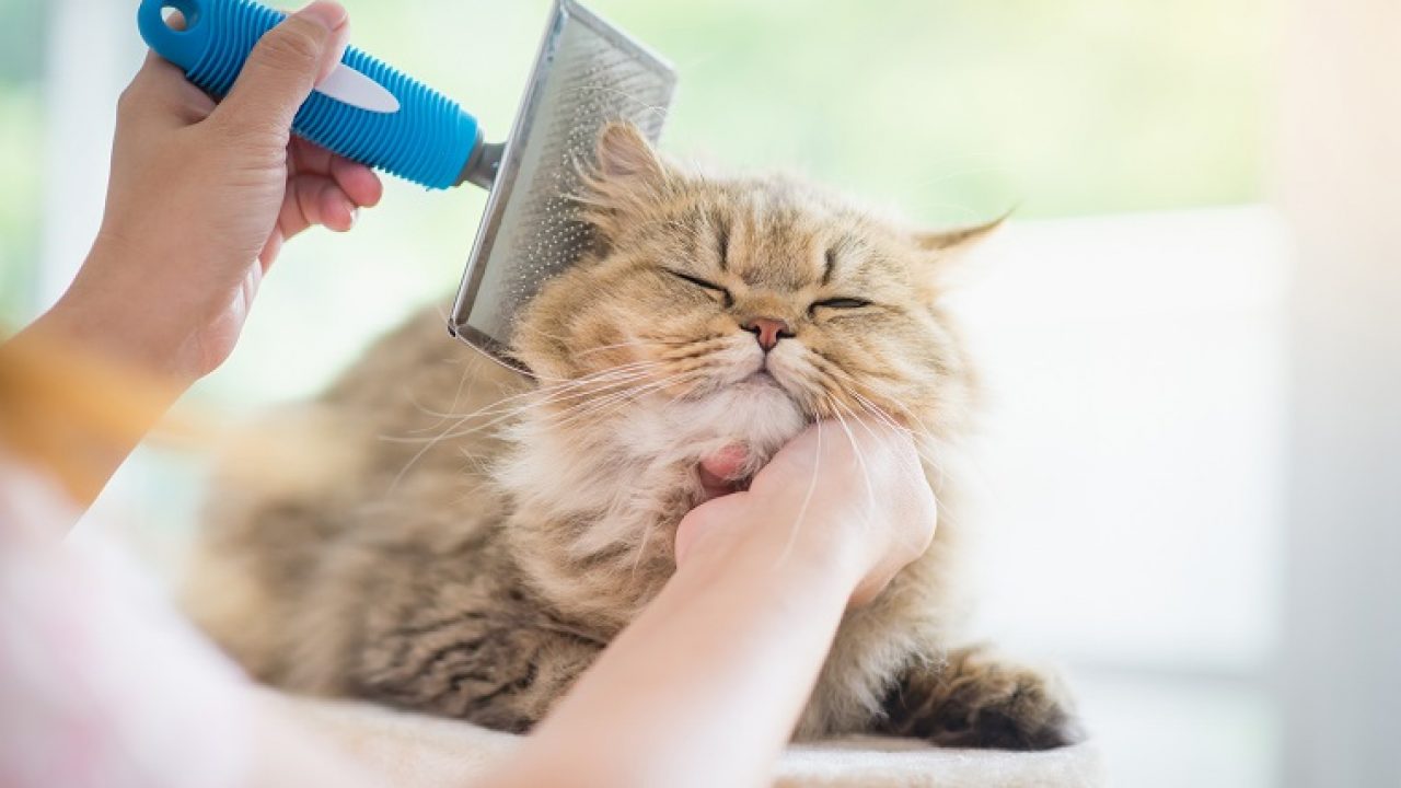 cat grooming Dubai