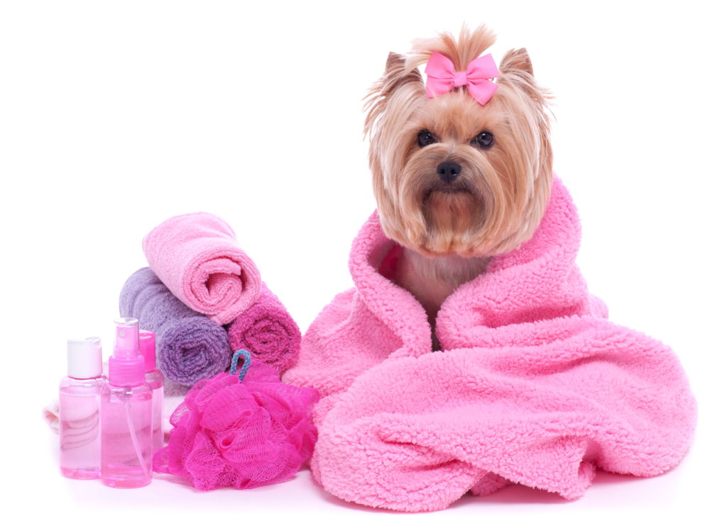 Pet Grooming Service Jumeirah Dubai Mobile Pet Grooming at Home